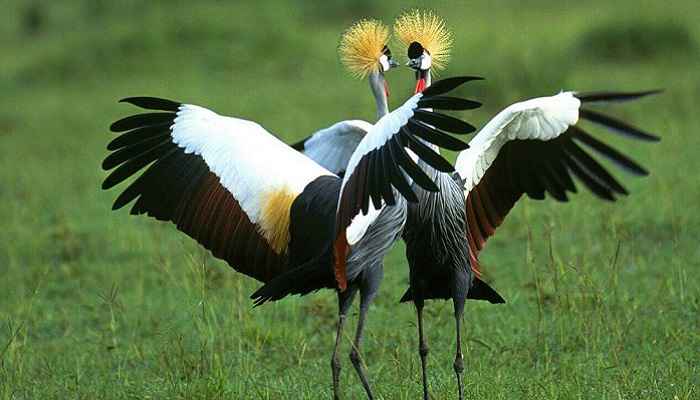 Birding in Rwanda