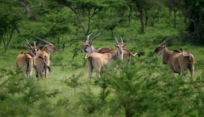 uganda safari holiday,